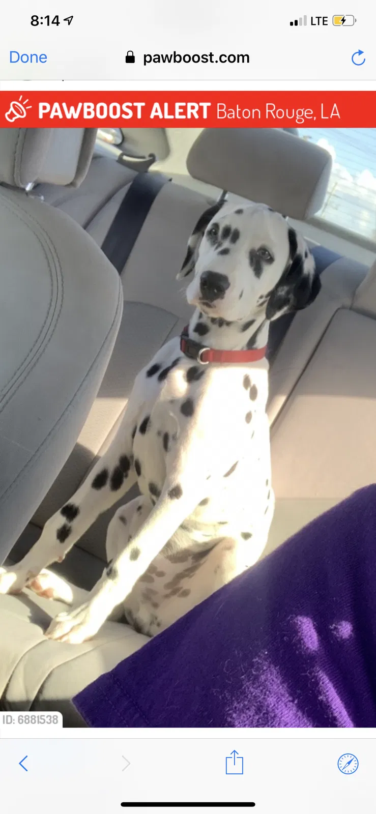 Lost dog in Baton Rouge, LA, 70816