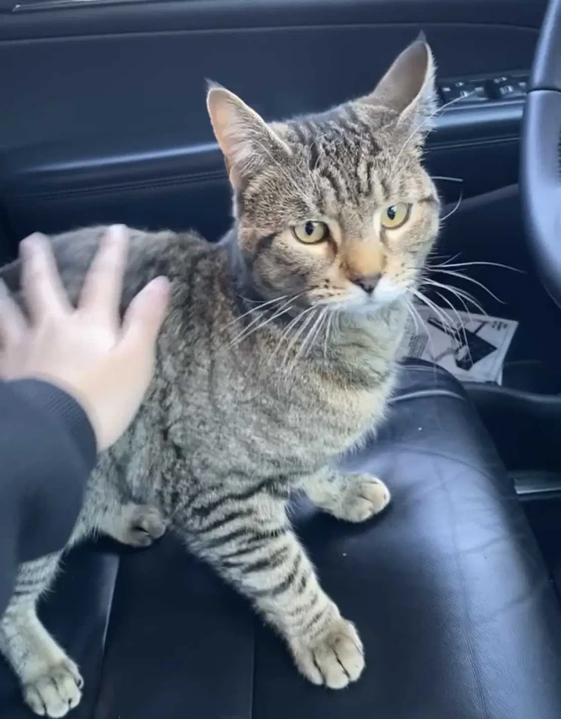 Lost cat in Oakland Gardens, NY, 11364