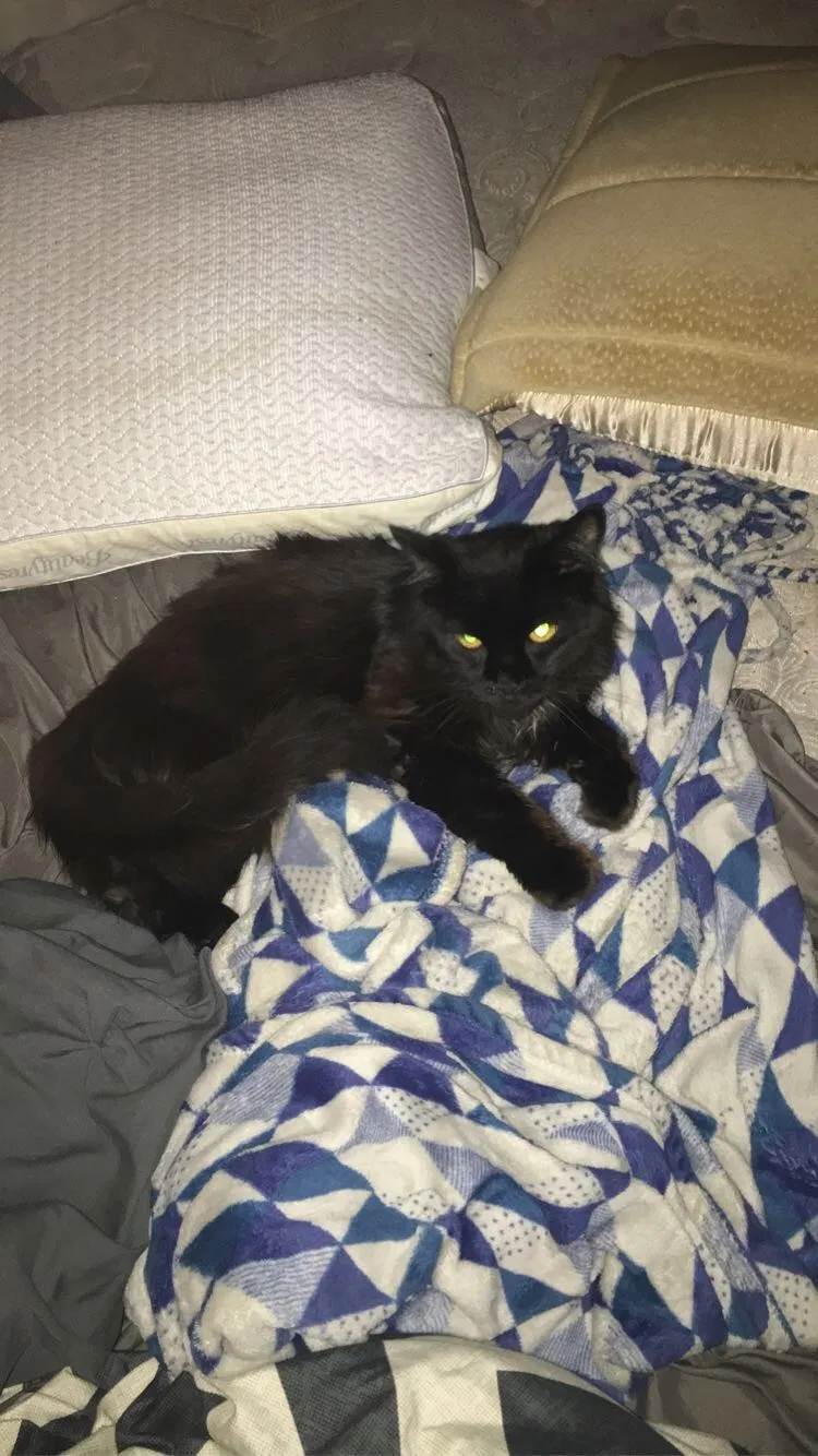 Lost cat in Niles, MI, 49120