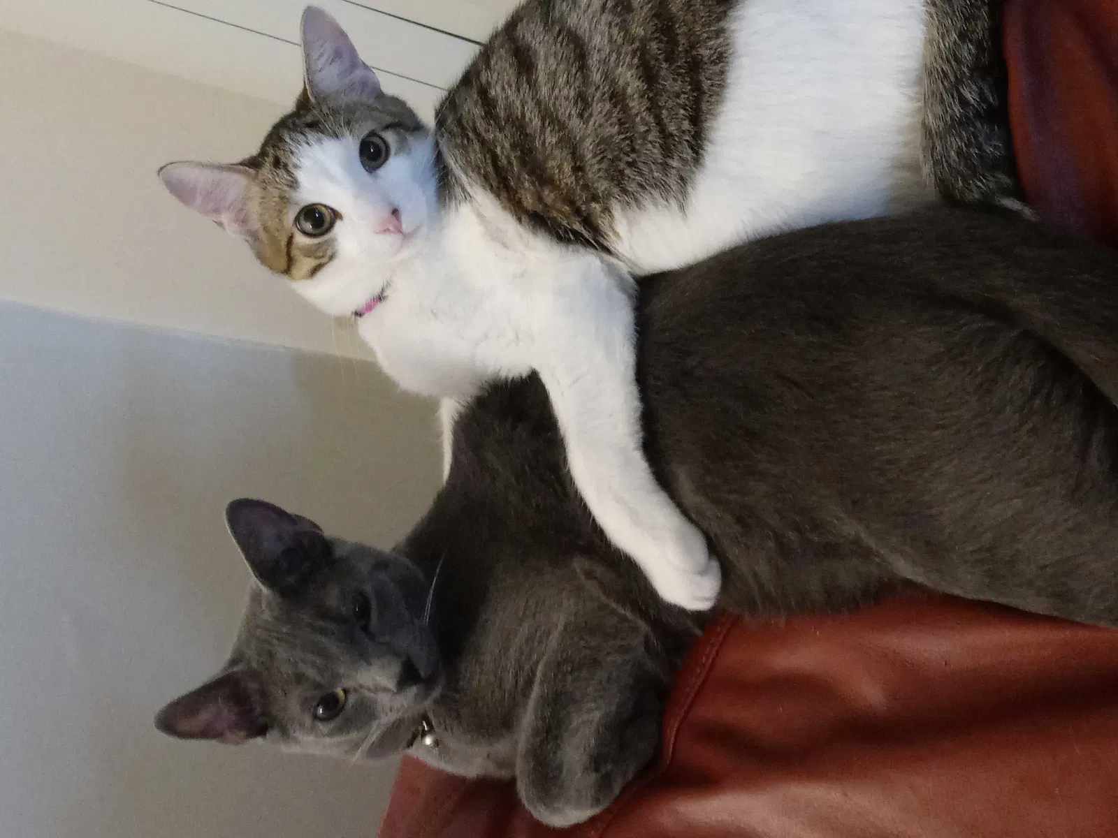 Lost cat in Covington, KY, 41011