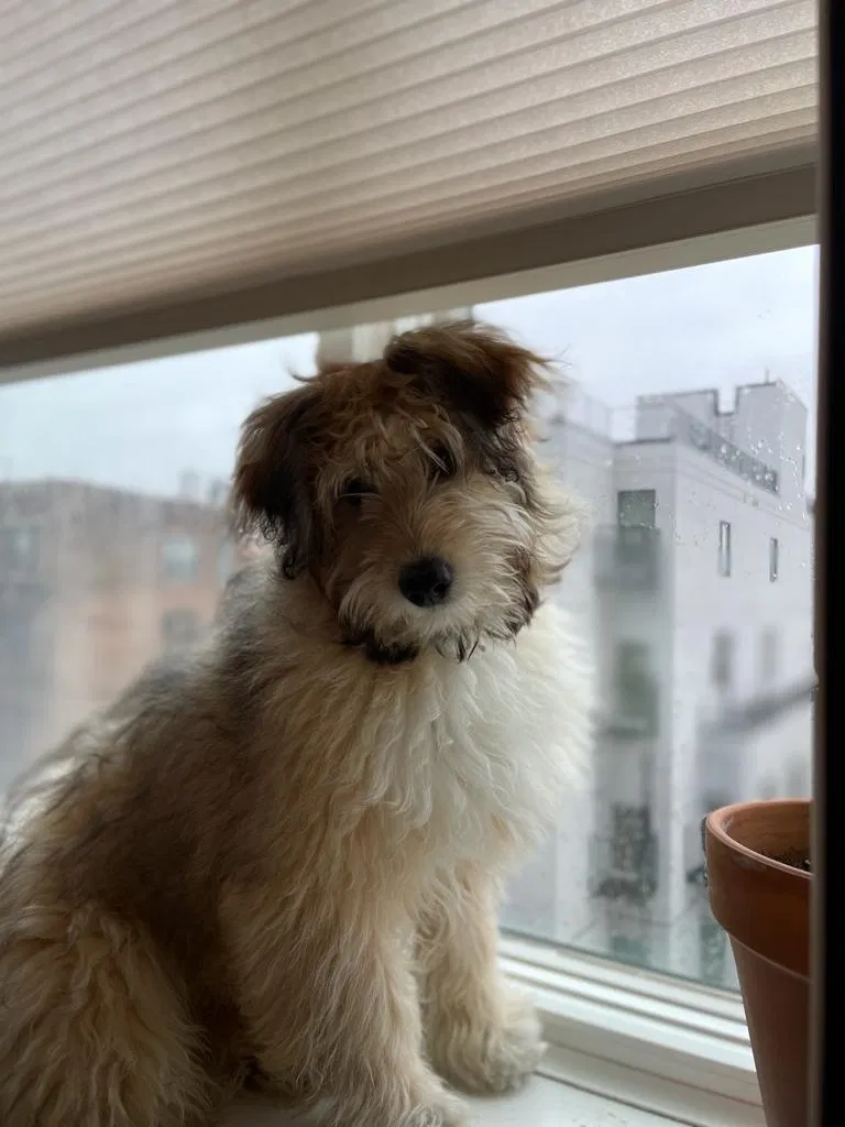 Lost dog in Brooklyn, NY, 11226