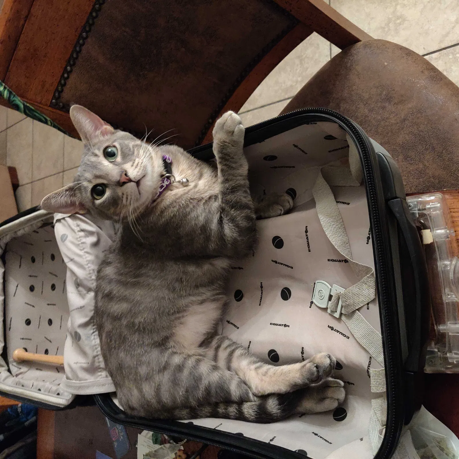 Lost cat in Tempe, AZ, 85282