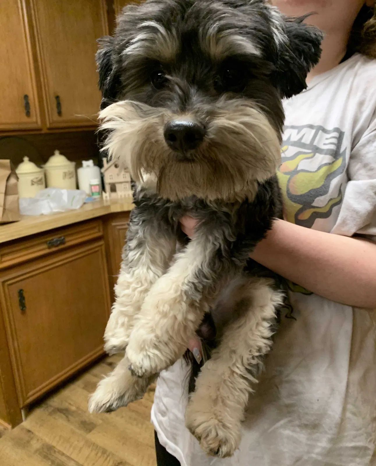 Found dog in Lubbock, TX, 79413