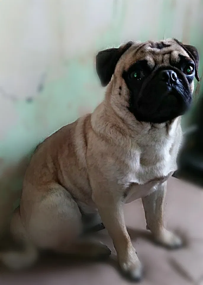Lost dog in Inglewood, CA, 90304
