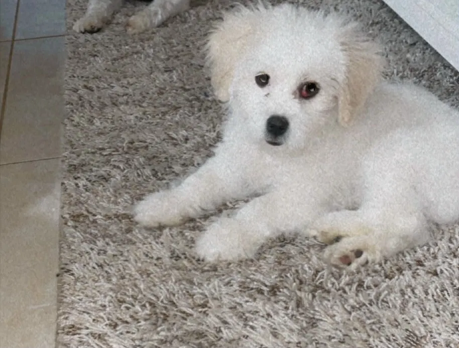 Lost dog in Brookshire, TX, 77423