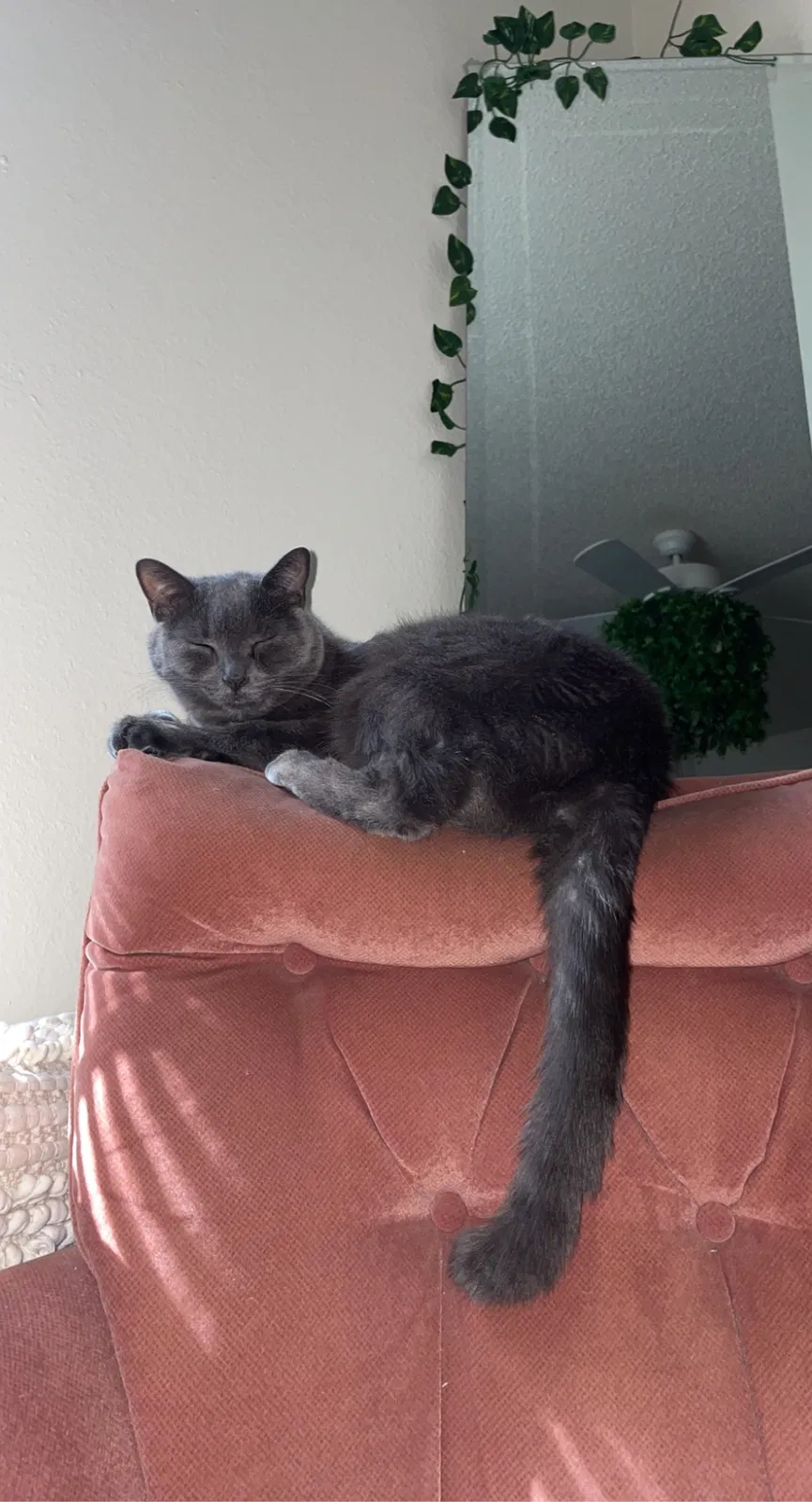 Lost cat in Tallahassee, FL, 32304