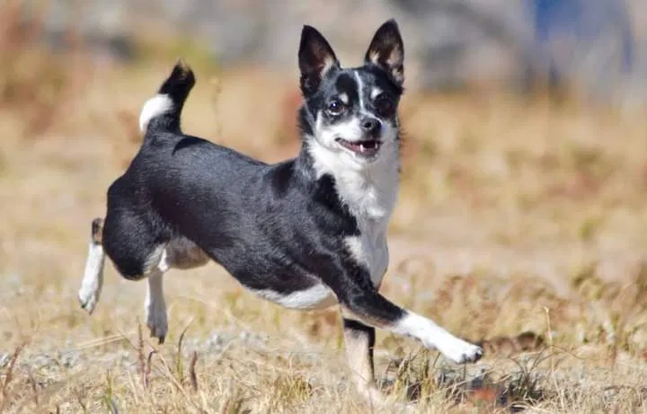 Lost dog in Burnsville, MN, 55337
