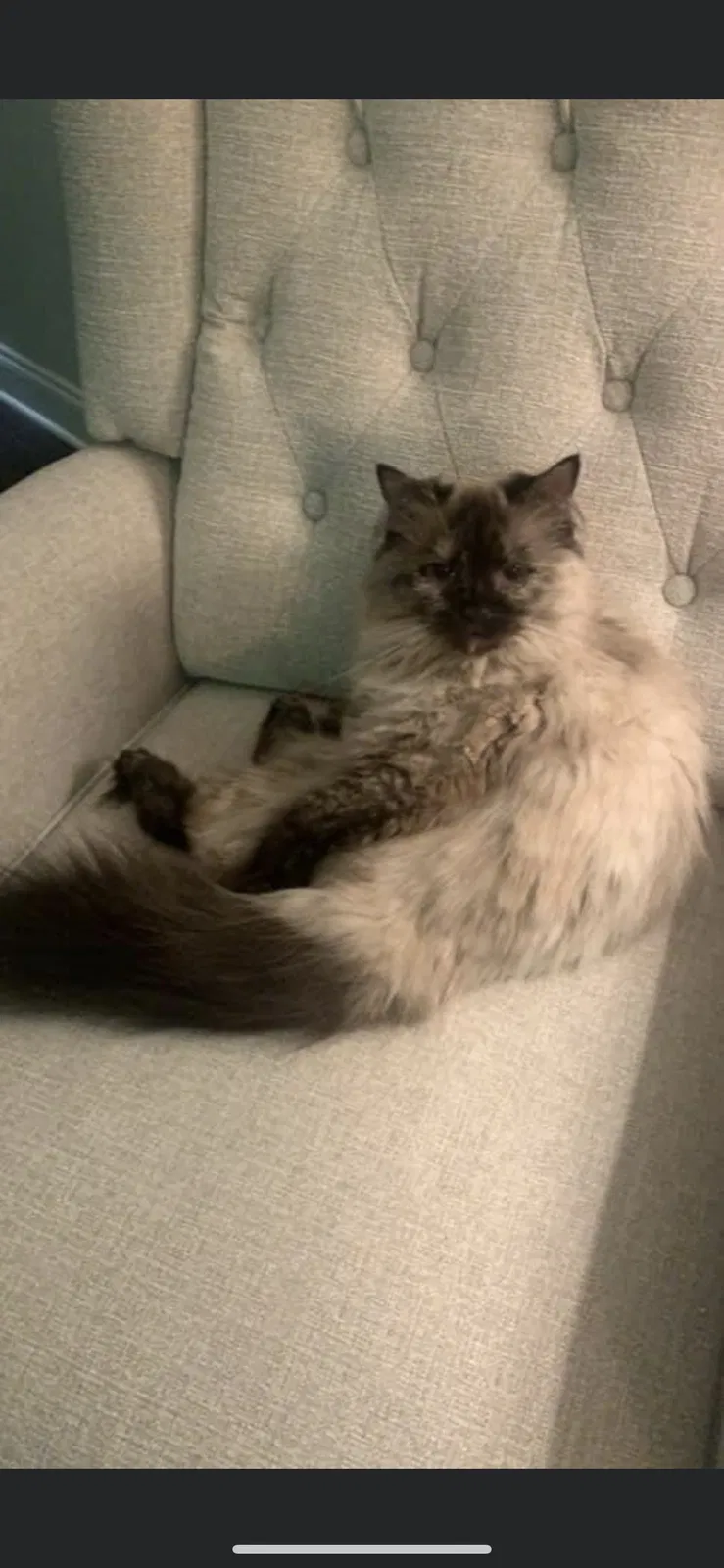 Lost cat in Lenoir City, TN, 37771