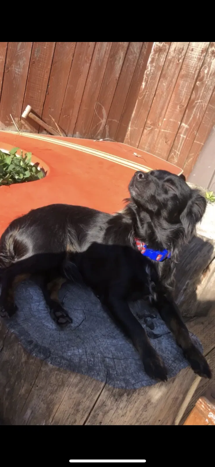 Lost dog in San Francisco, CA, 94112