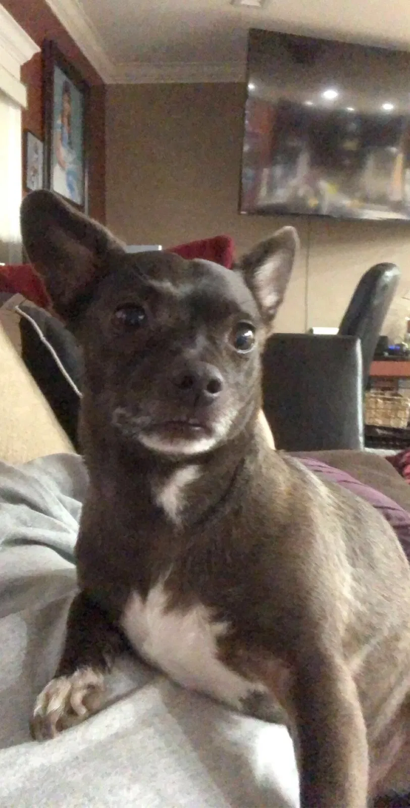 Lost dog in Hacienda Heights, CA, 91745