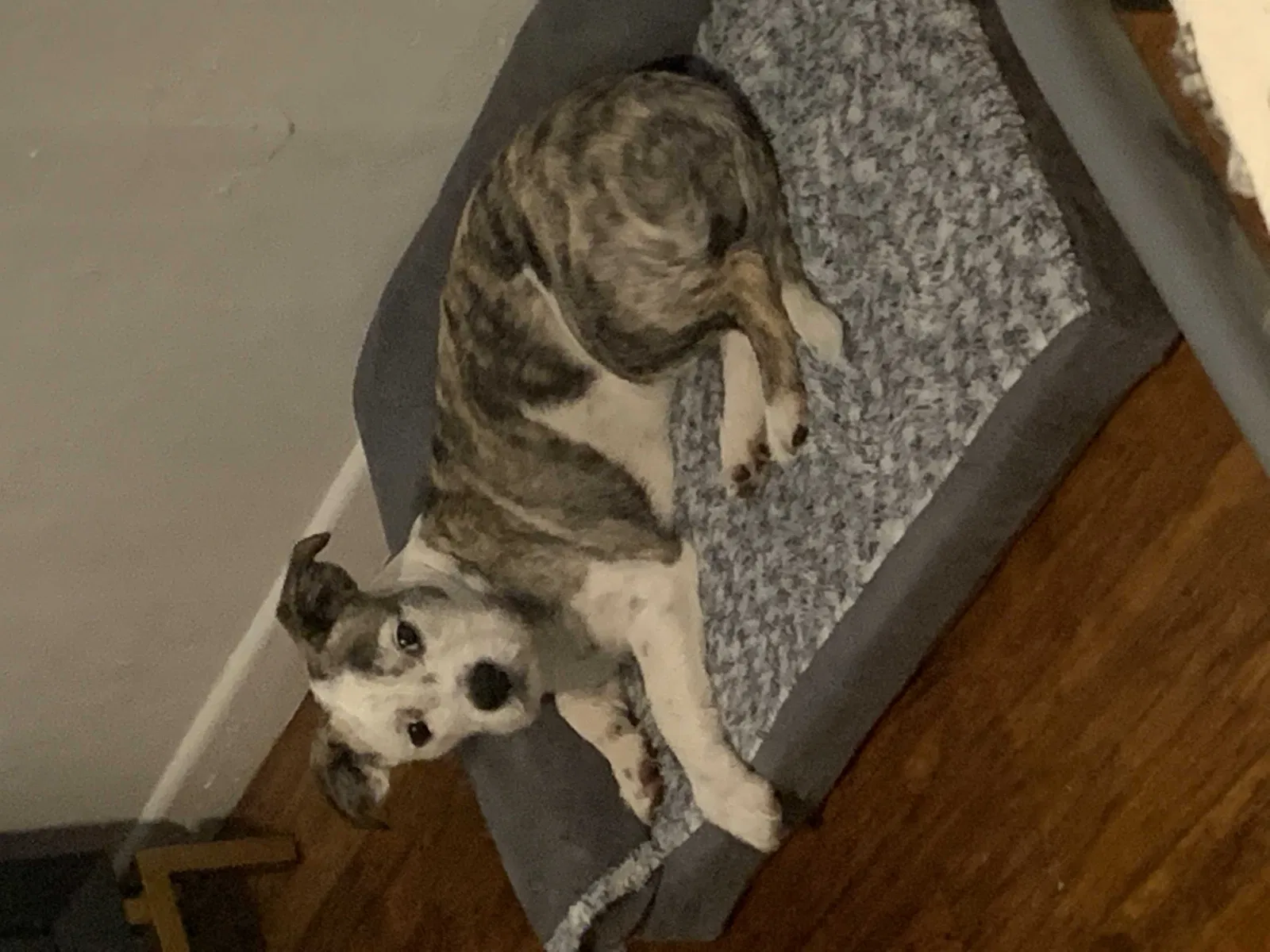 Lost dog in Coronado, CA, 92118
