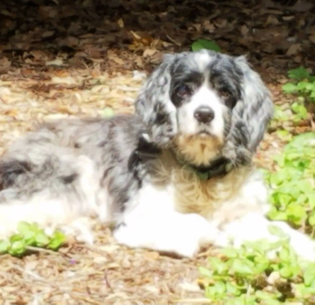 Lost dog in Austin, TX, 78748