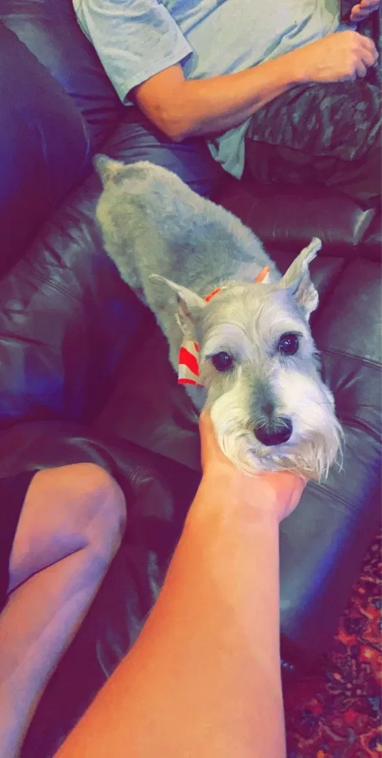 Lost dog in Royse City, TX, 75189