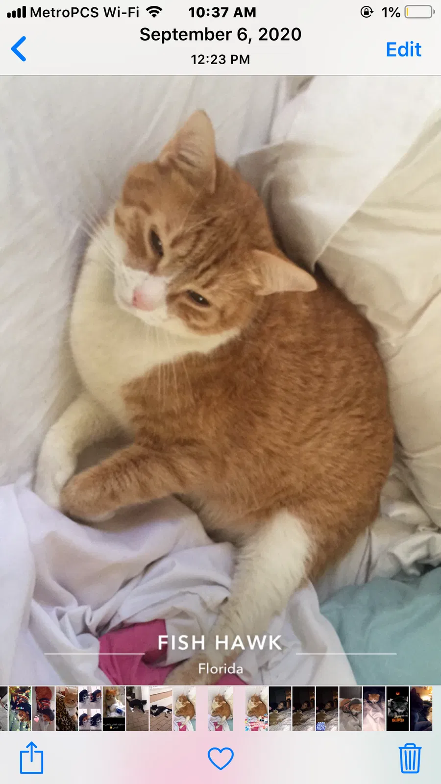 Lost cat in Lithia, FL, 33547