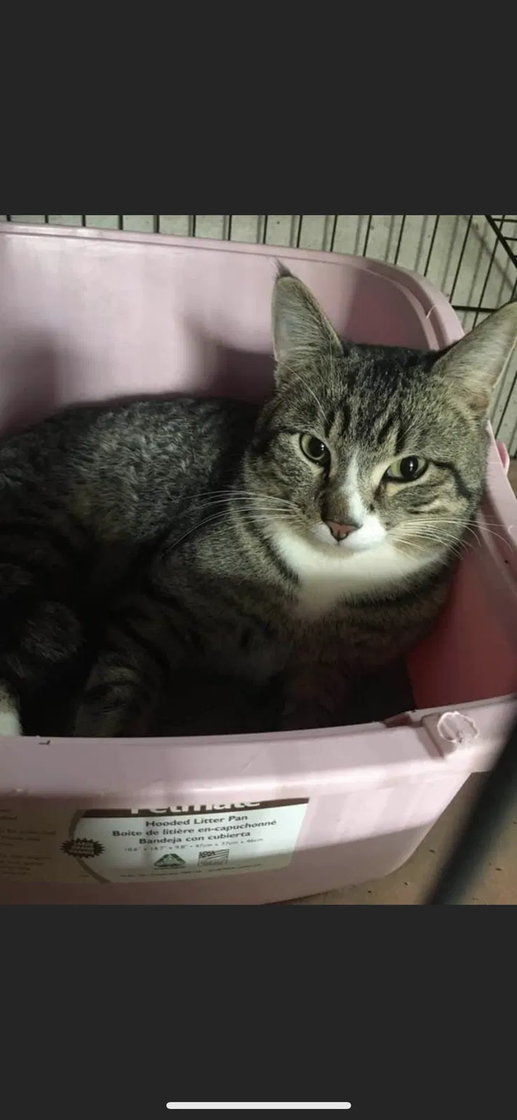 Lost cat in Overland Park, KS, 66221
