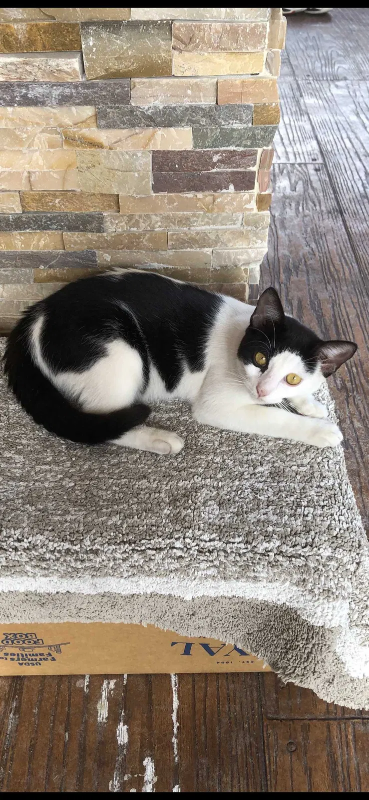 Lost cat in Hialeah, FL, 33018