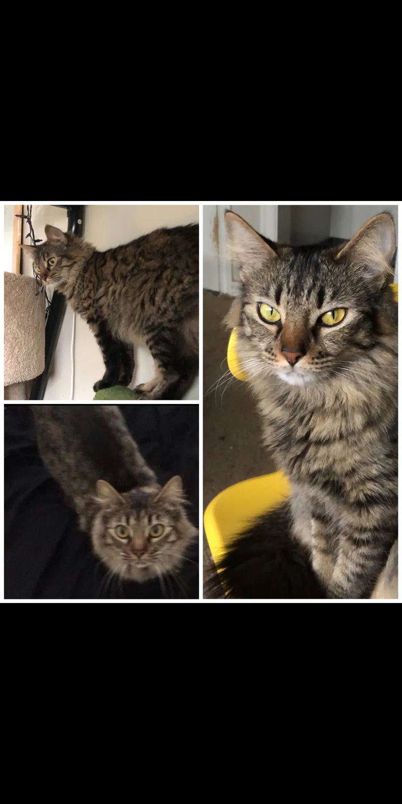 Lost cat in Midvale, UT, 84047