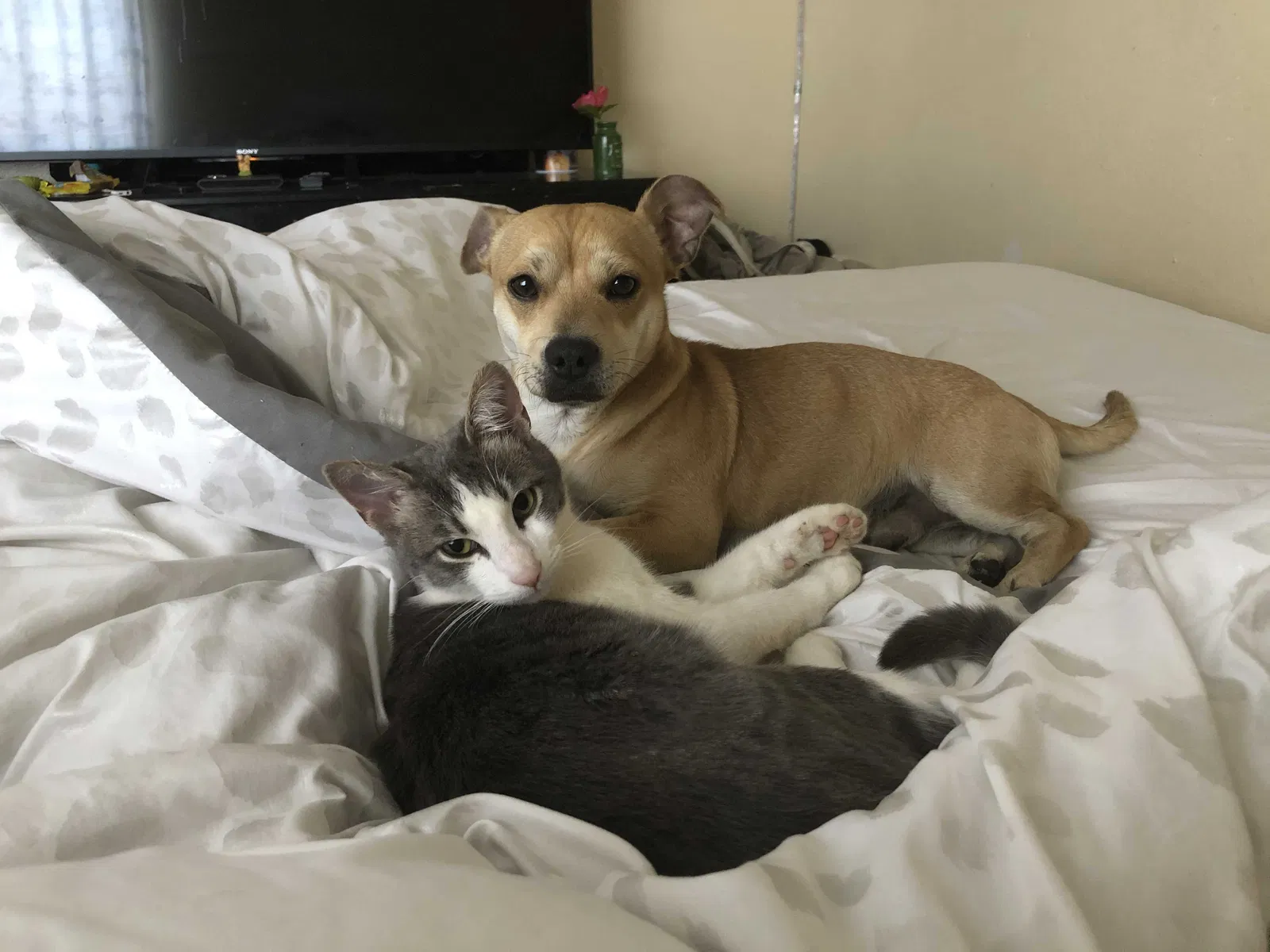 Lost cat in Aurora, CO, 80012