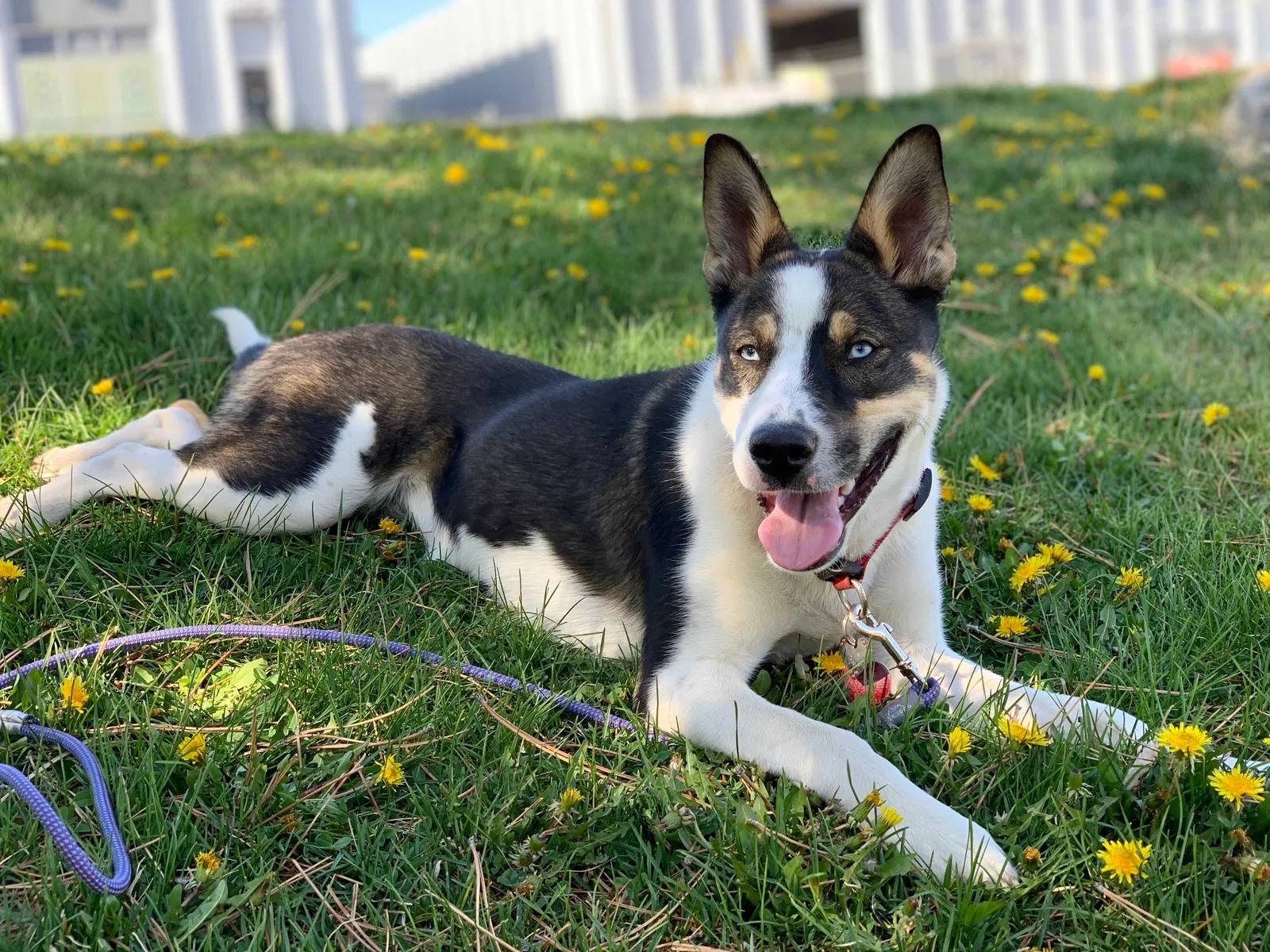 Lost dog in Denver, CO, 80236