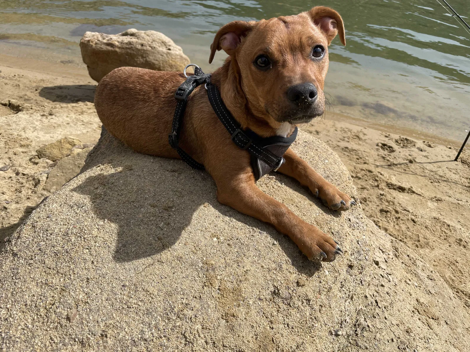 Lost dog in Farmington, NM, 87401