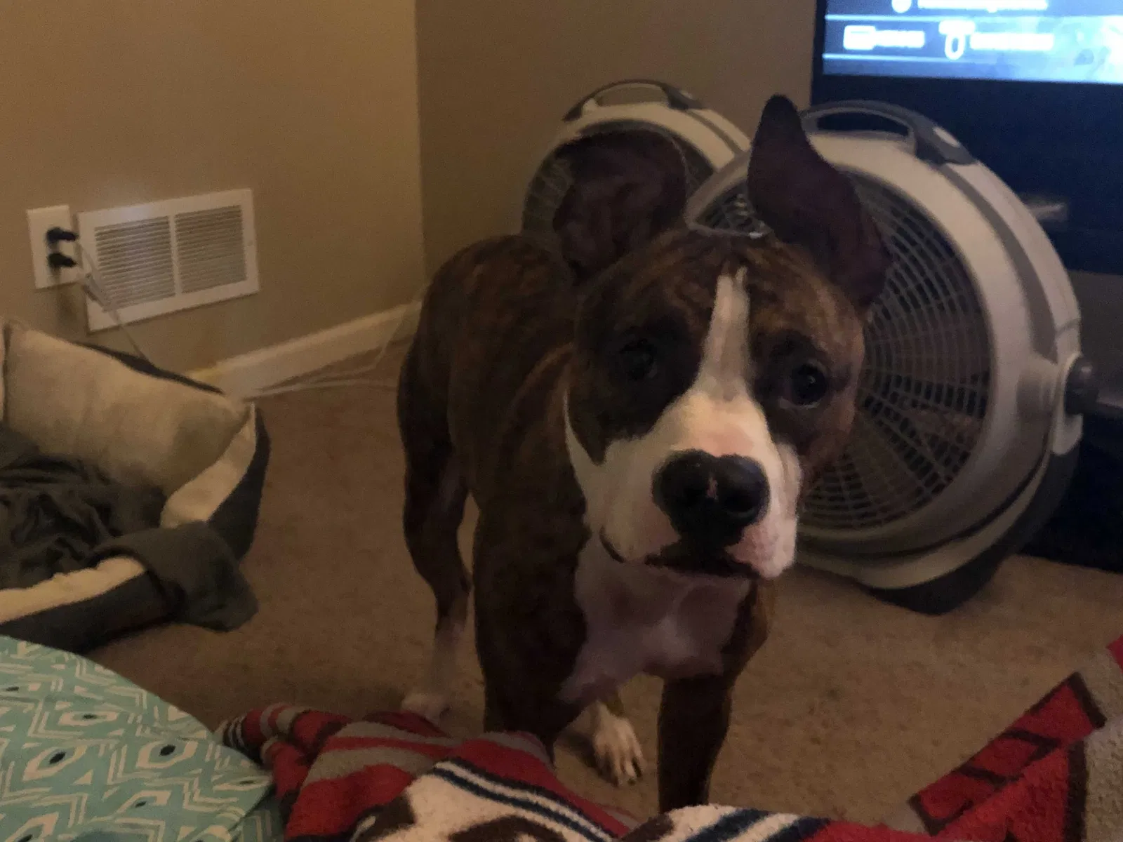 Lost dog in Fort Atkinson, WI, 53538