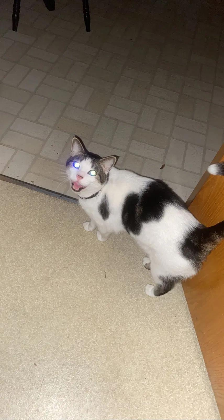 Lost cat in Gresham, OR, 97030