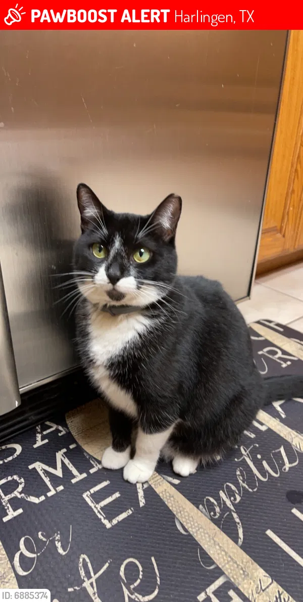 Lost cat in Harlingen, TX, 78550