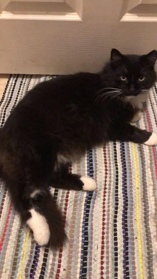 Lost cat in Bremerton, WA, 98312