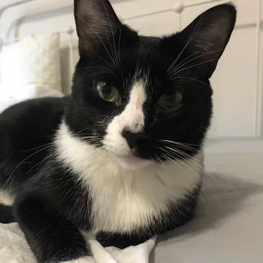 Lost cat in Gastonia, NC, 28054