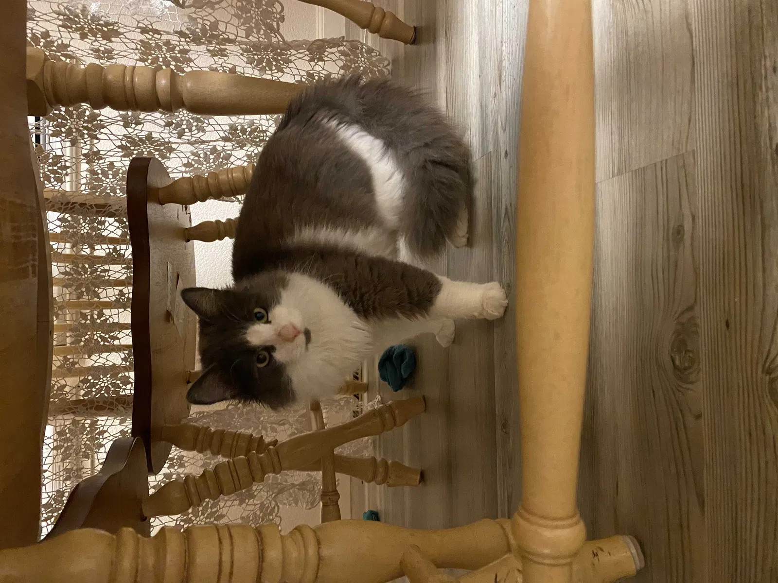 Lost cat in Santa Rosa, CA, 95403