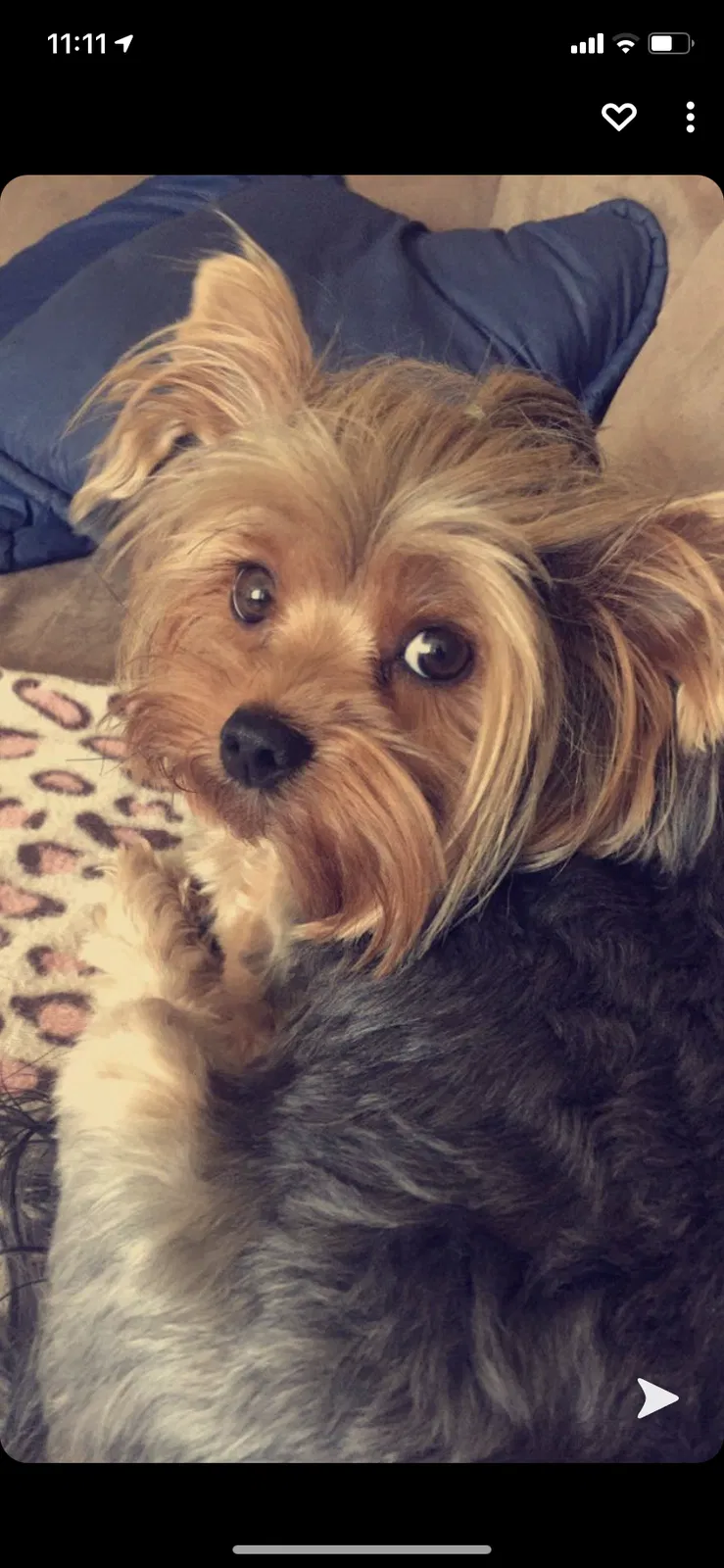 Lost dog in Bradenton, FL, 34209