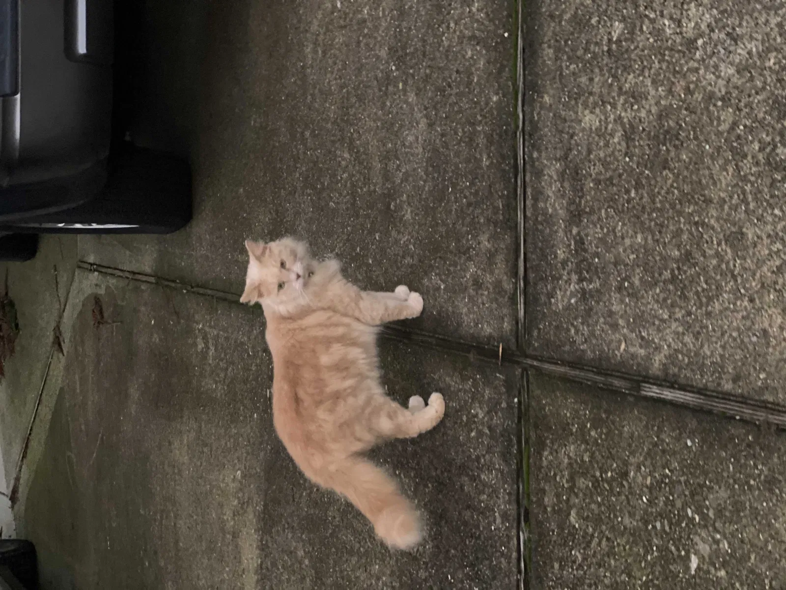 Lost cat in Marietta, GA, 30062