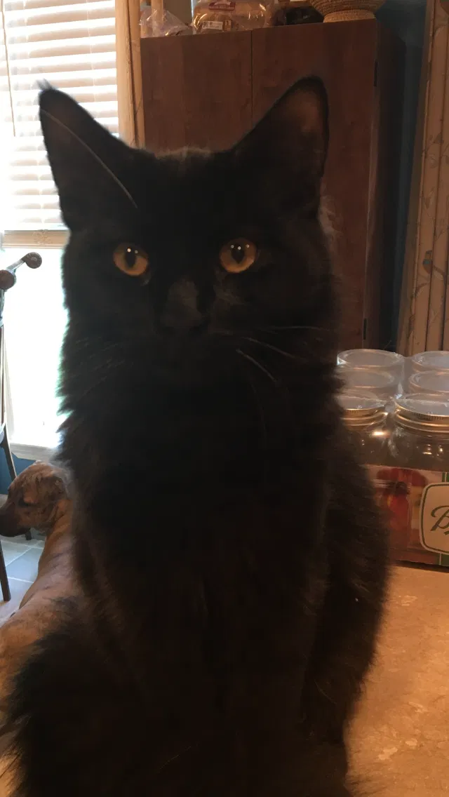 Lost cat in Fort Lawn, SC, 29714