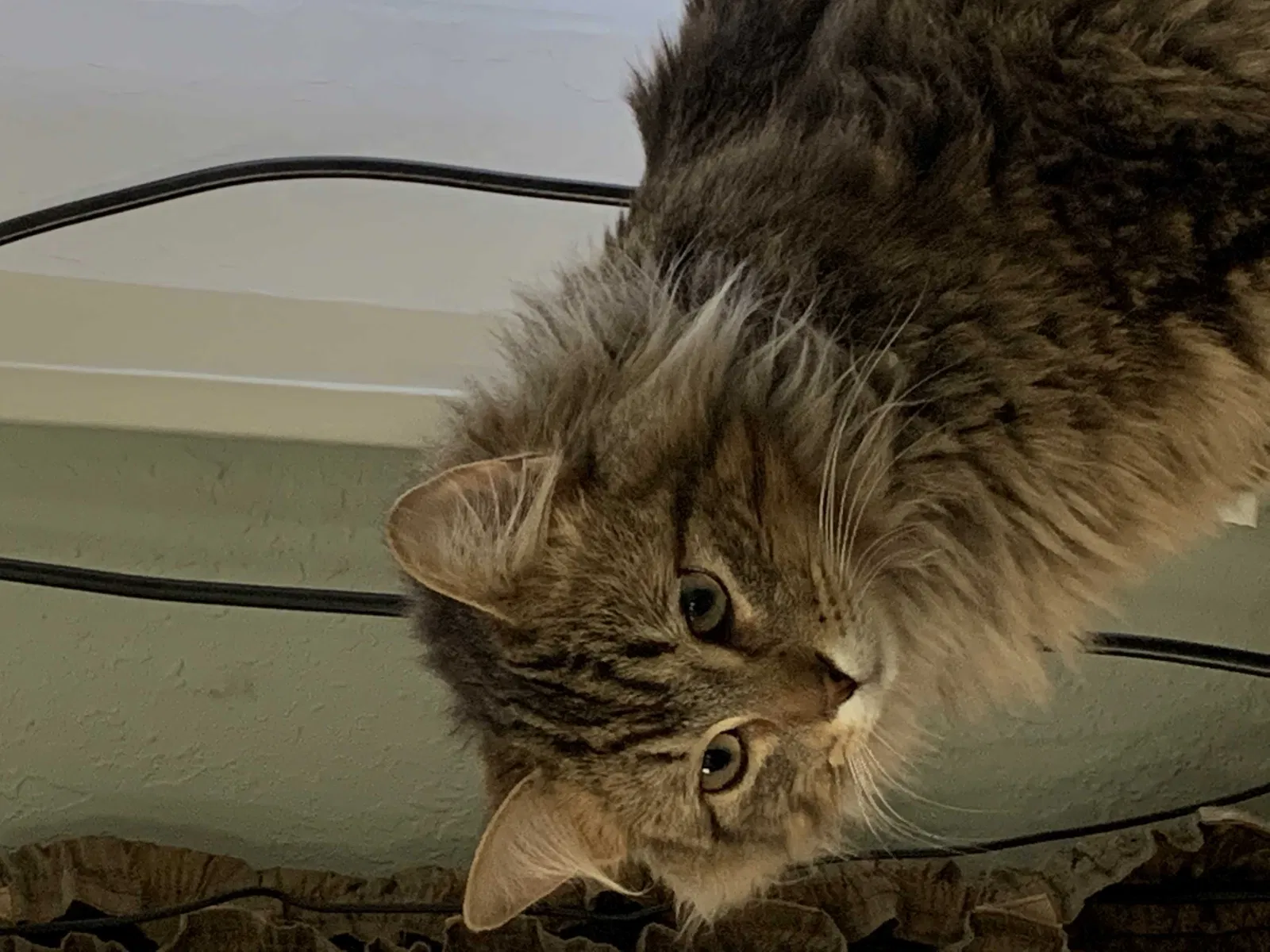 Lost cat in Muskegon, MI, 49441