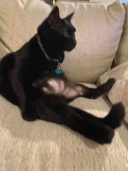Lost cat in Fort Worth, TX, 76131
