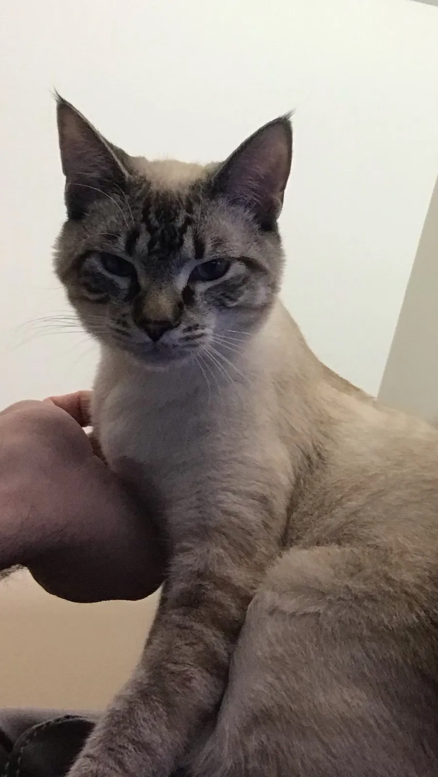 Lost cat in Mooresville, NC, 28117