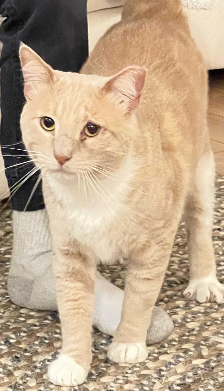 Lost cat in Sun City, CA, 92585