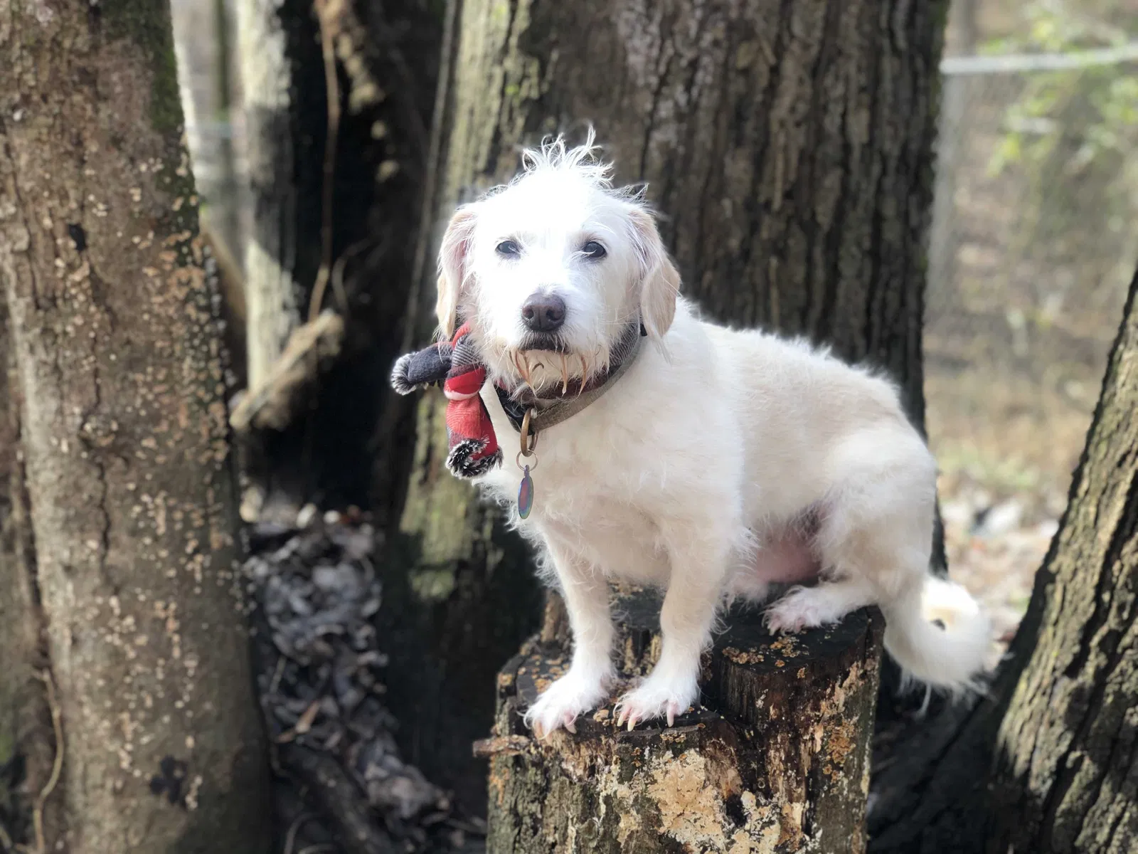 Lost dog in Charlotte, NC, 28214