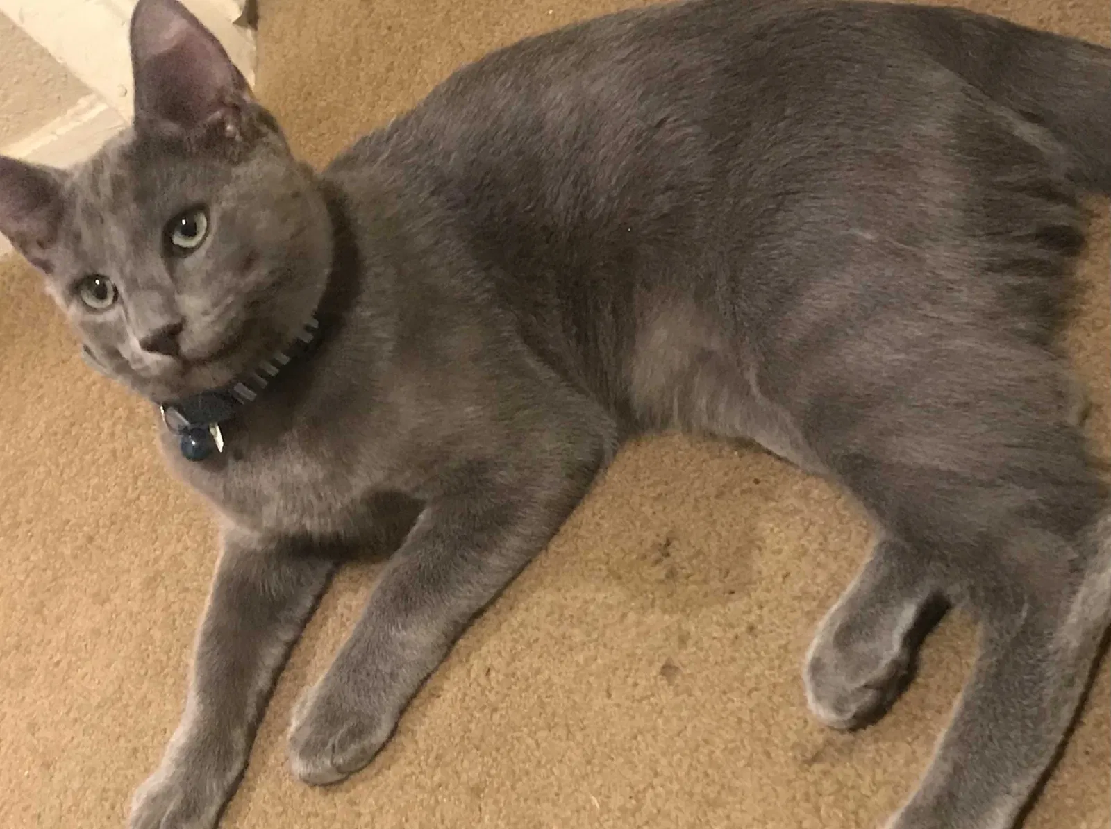 Lost cat in Patterson, CA, 95363