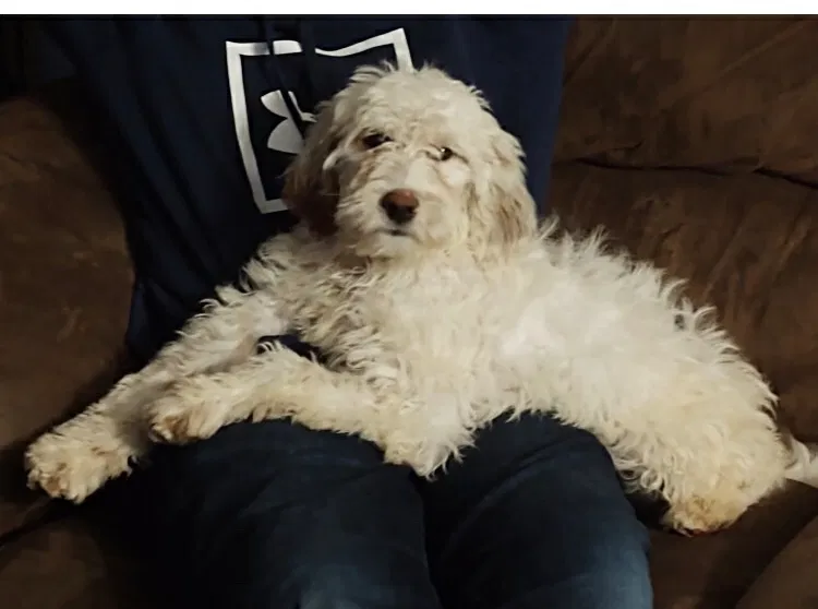 Lost dog in Potterville, MI, 48876