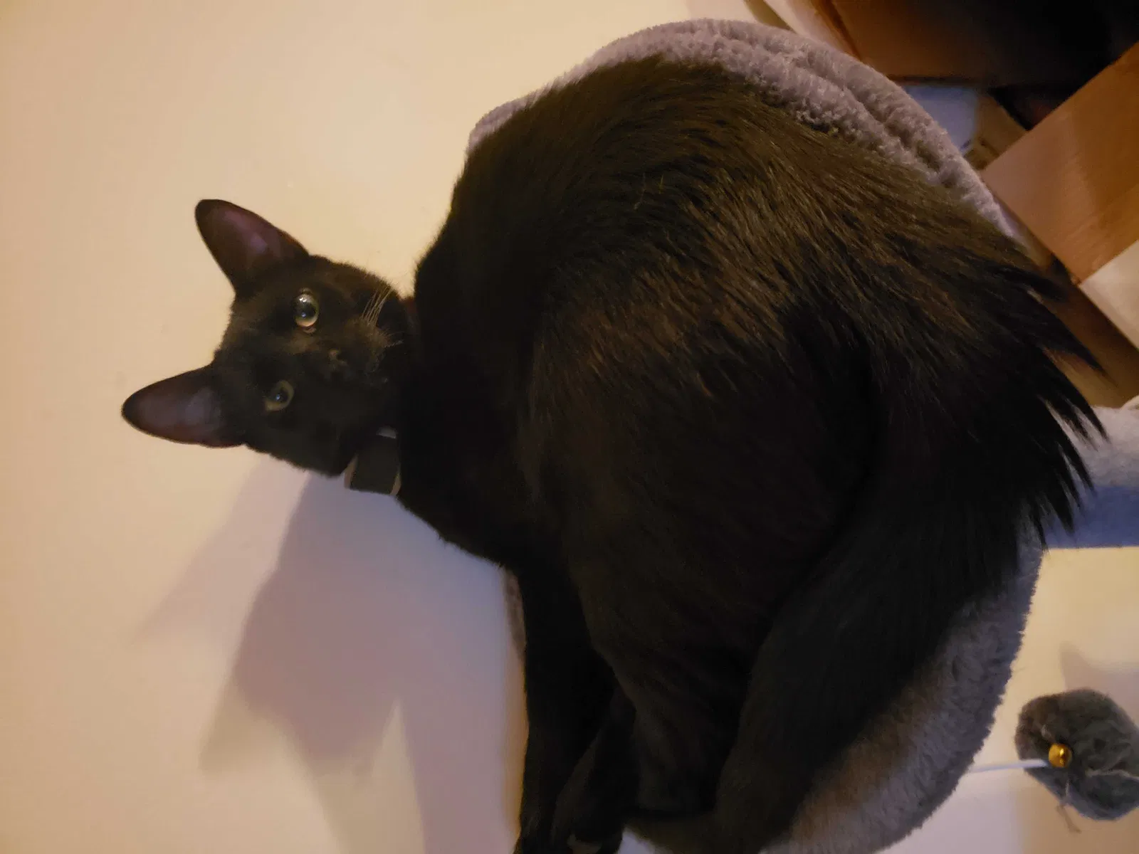 Lost cat in Middlesex, NJ, 8846