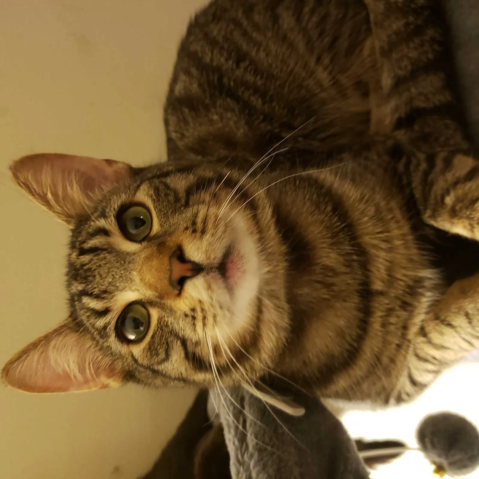 Lost cat in Middlesex, NJ, 8846
