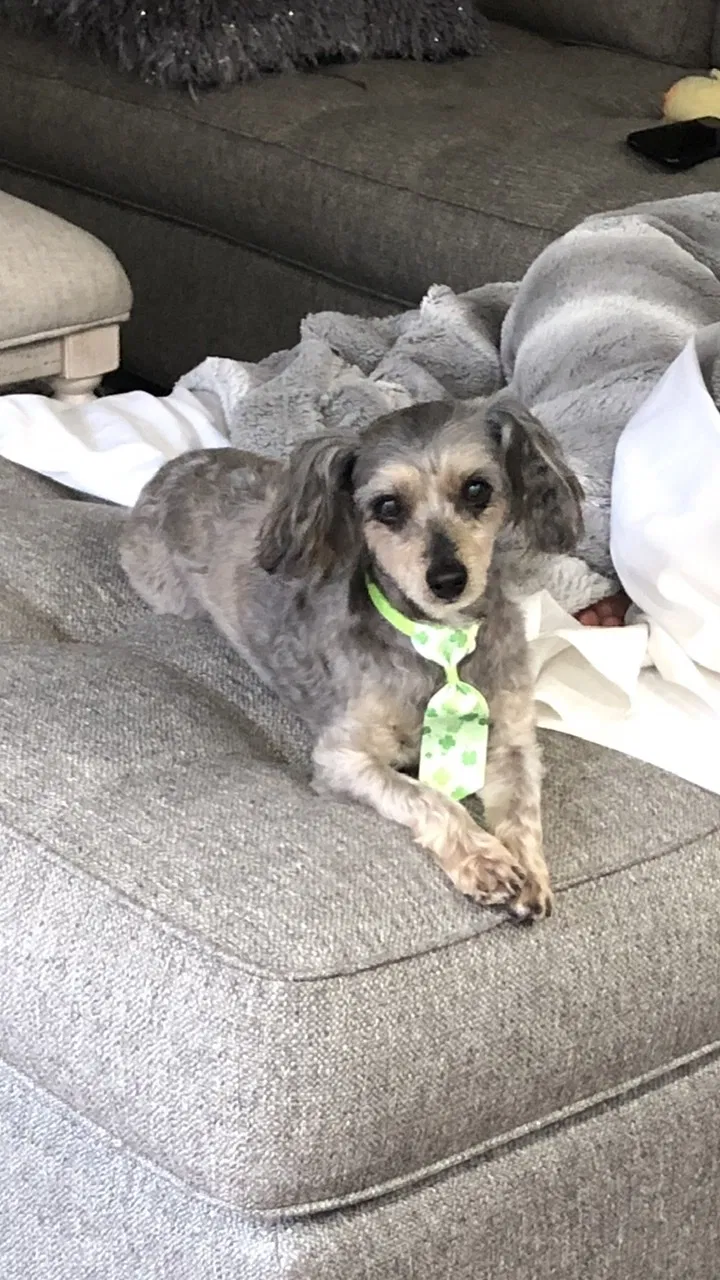 Lost dog in Waynesboro, GA, 30830