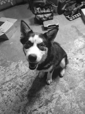 Lost dog in Lucerne Valley, CA, 92356