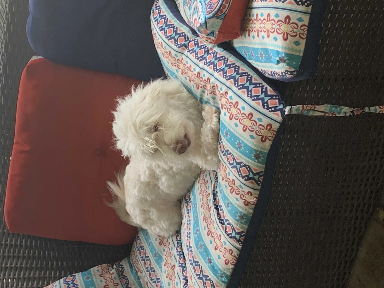 Lost dog in Beaumont, TX, 77707