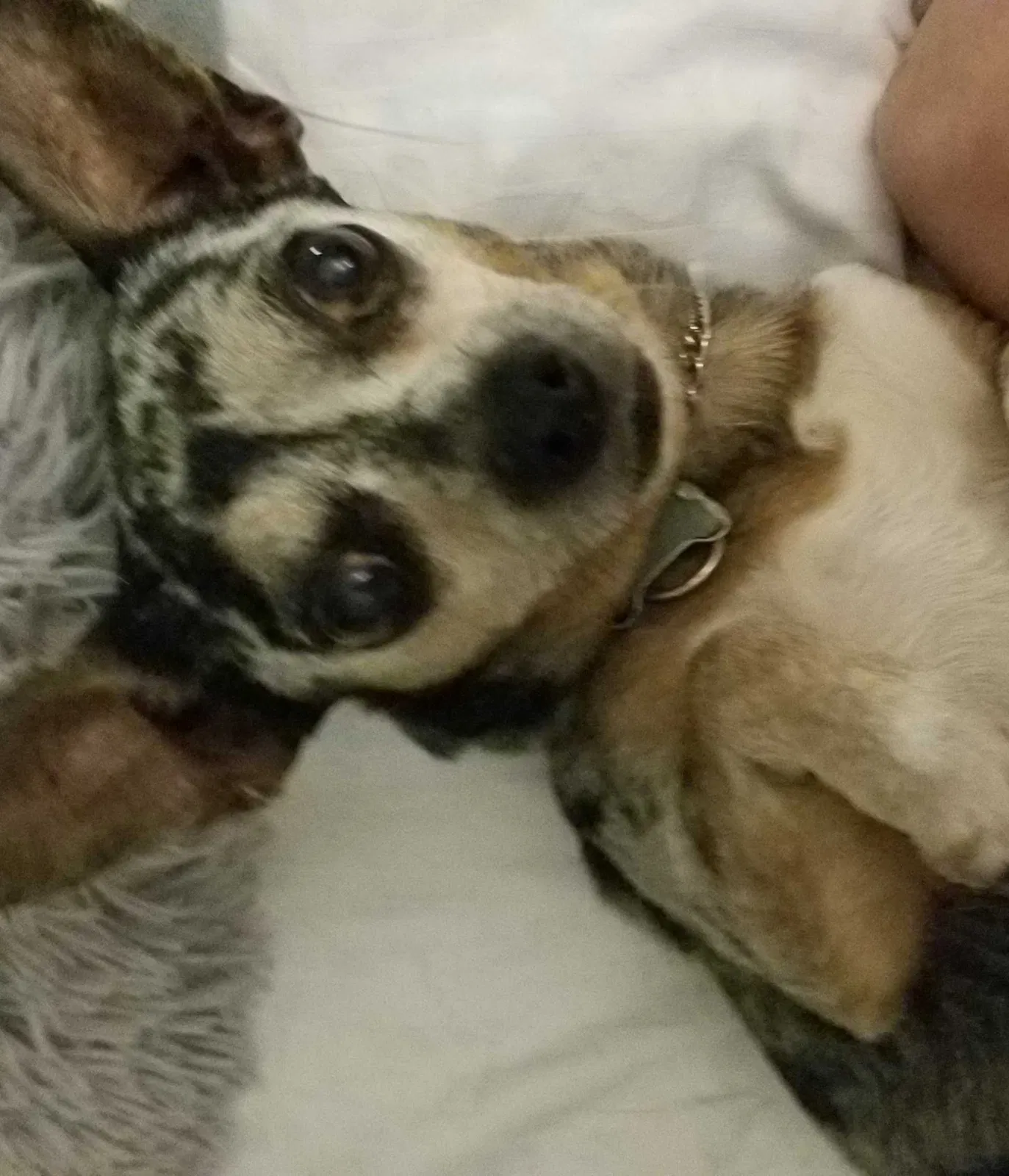 Lost dog in Tampa, FL, 33609