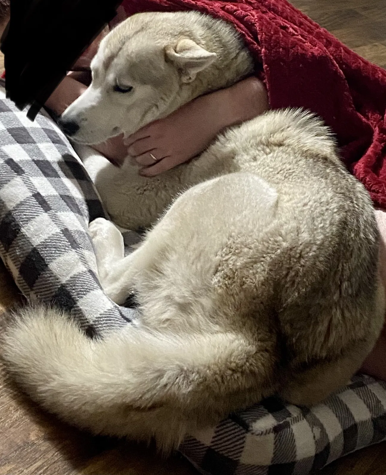 Lost dog in Dallas, TX, 75228
