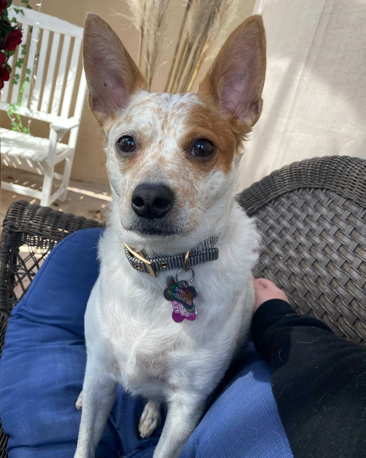 Lost dog in La Mirada, CA, 90638