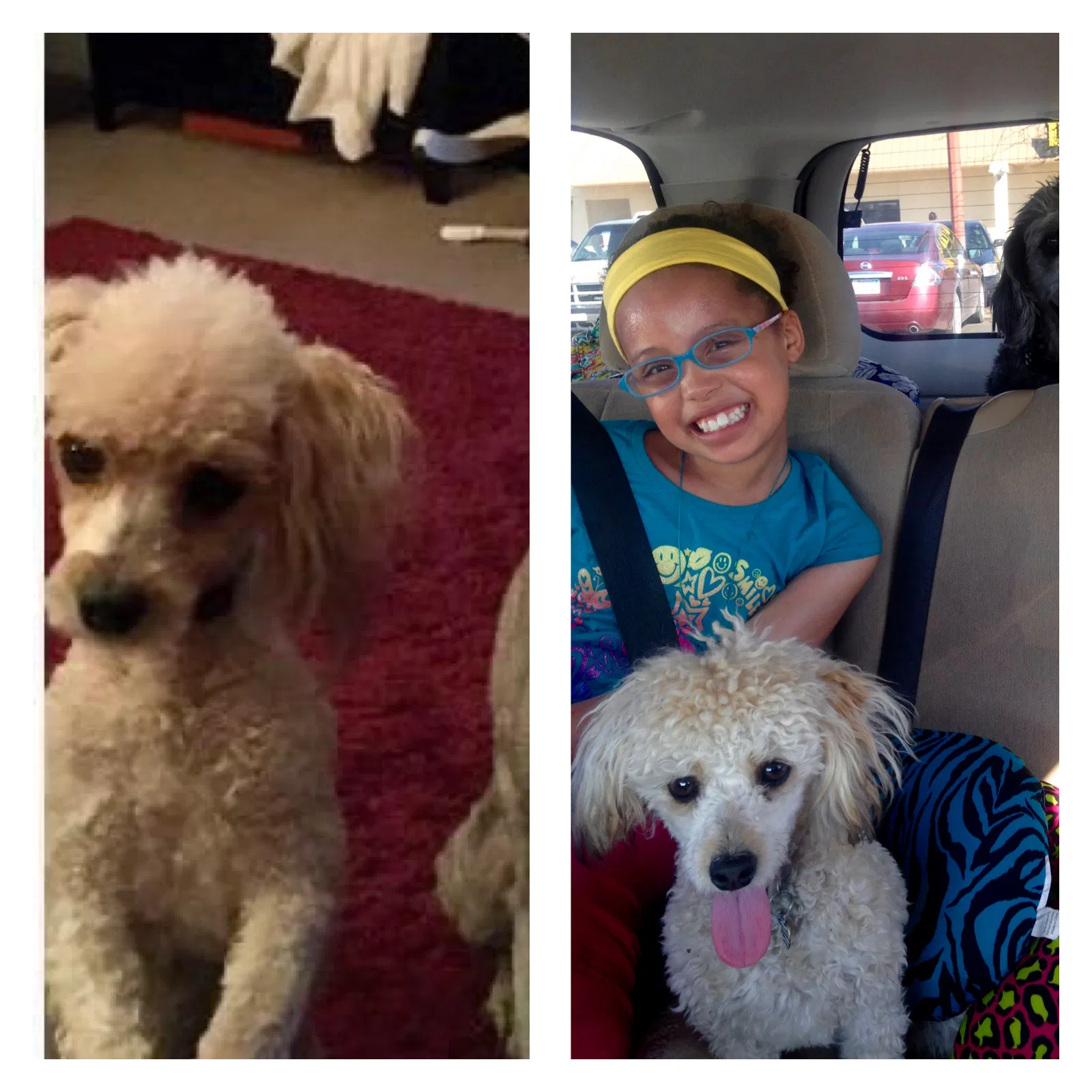 Lost dog in Missouri City, TX, 77489