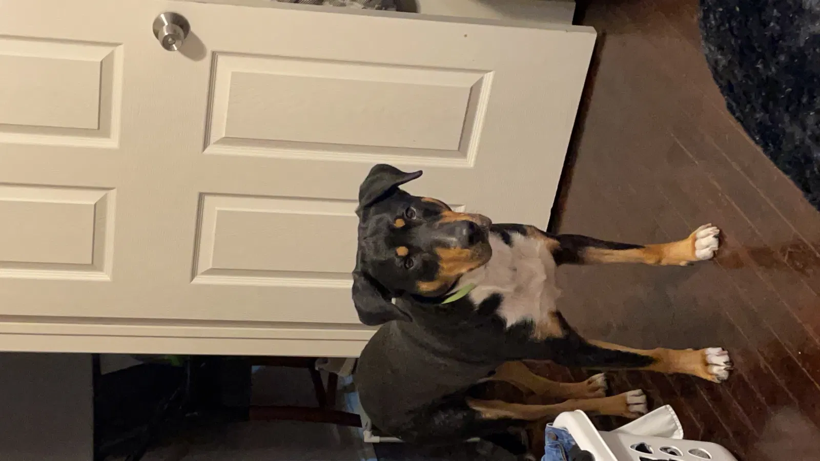 Lost dog in Dallas, TX, 75236
